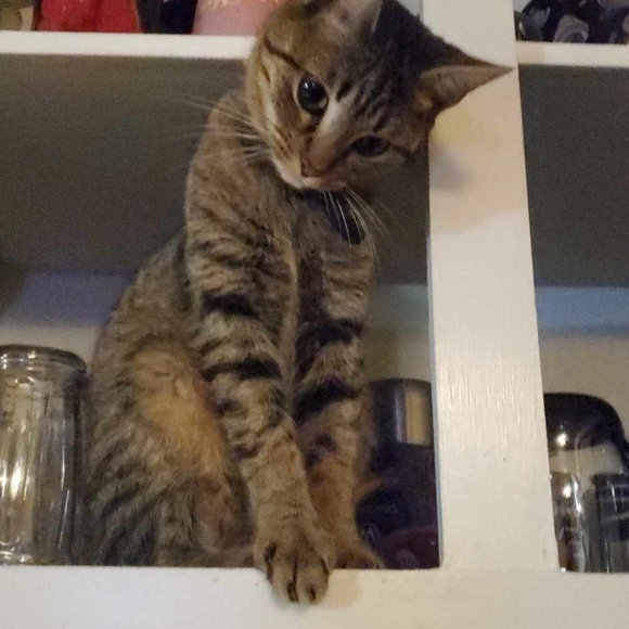 Meet your Posher, Tiffany - Picture 2 of 2